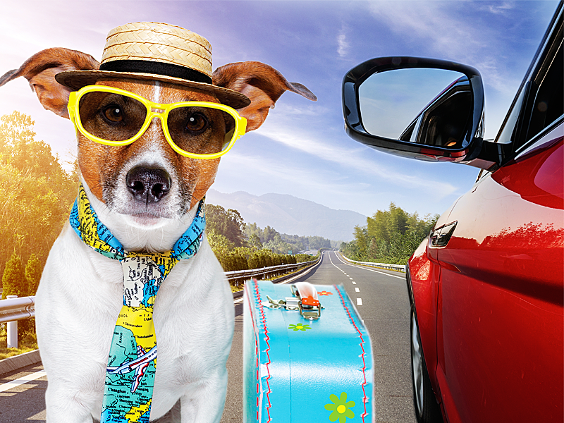Confira 7 dicas para viajar com o seu animal de estimação com conforto e segurança